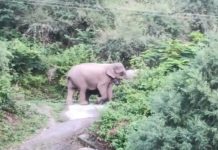 चारापत्ती लेने गई महिलाओं पर हाथी ने किया हमला,एक की मौत