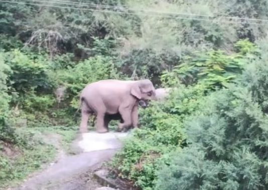 चारापत्ती लेने गई महिलाओं पर हाथी ने किया हमला,एक की मौत