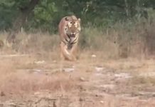 भैंसों को चुगा रहे वन गुज्जर पर बाघ का हमला
