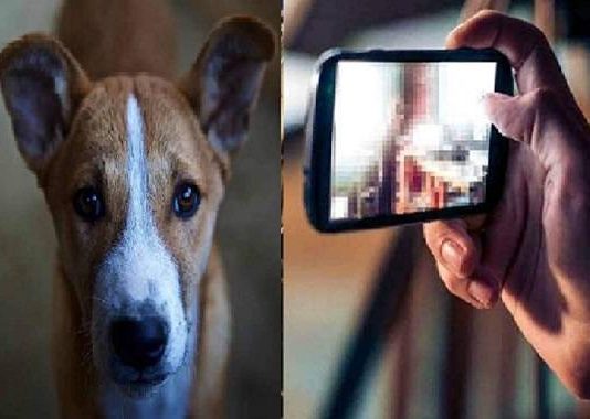 व्यक्ति ने कुत्ते के साथ किया दुष्कर्म, वीडियो वायरल, पुलिस ने किया गिरफ्तार