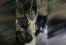 मासूम का कातिल गुलदार हुआ ढेर, ग्रामीणों ने ली चैन की सांस