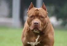 पिटबुल का शिकार बना नौ साल का बच्चा, हाथ और पैर का नोचा मांस