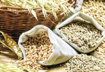 मिलेट्स मिशन योजना का ड्राफ्ट तैयार, कैबिनेट की मंजूरी का इंतजार