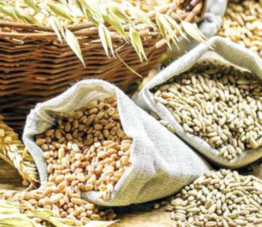 मिलेट्स मिशन योजना का ड्राफ्ट तैयार, कैबिनेट की मंजूरी का इंतजार