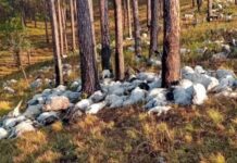 आकाशीय बिजली गिरने से 350 बकरियां मरी