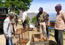 ग्राम सभा पल्लीमल्ली में फैला बंदरों का आतंक, वन विभाग ने आतंक से निजात दिलाने के लिए क्षेत्र में लगाए पिंजरे