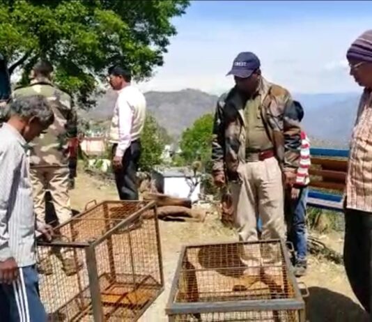 ग्राम सभा पल्लीमल्ली में फैला बंदरों का आतंक, वन विभाग ने आतंक से निजात दिलाने के लिए क्षेत्र में लगाए पिंजरे