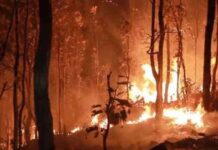 प्रदेश के तीन जंगलों में लगी आग, दो युवकों की मौत