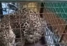 बंदरों के पिजरें में फसा गुलदार, एक और गुलदार को देख लोगों के छूटे पसीने