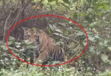 बाघ के आतंक को देखते हुए कई गावों में लगा लॉकडाउन