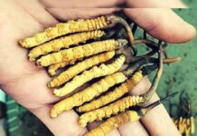 भारी बर्फबारी में दबी हिमालय वियाग्रा,नुकसान की आशंका