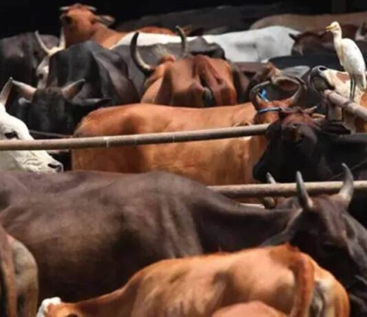 गोकशी करते आरोपी फरार, 350 किलो गोमांस बरामद