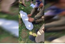 पिंजरे में कैद हुए गुलदार, जांच के लिए भेजा चिड़ियापुर रेस्क्यू सेंटर