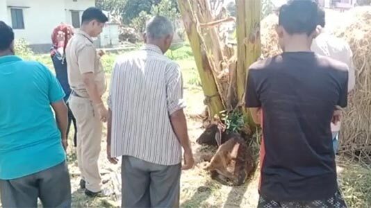मानवता शर्मसारः दो माह की बछिया से दुष्कर्म,आरोपी फरार