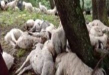 बिजली गिरने से दर्जनों बकरियां मरी