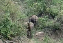 गजराज परिवार का सभ्य रूप, सड़क पार करने के लिए किया ट्रैफिक रूकने का इंतजार