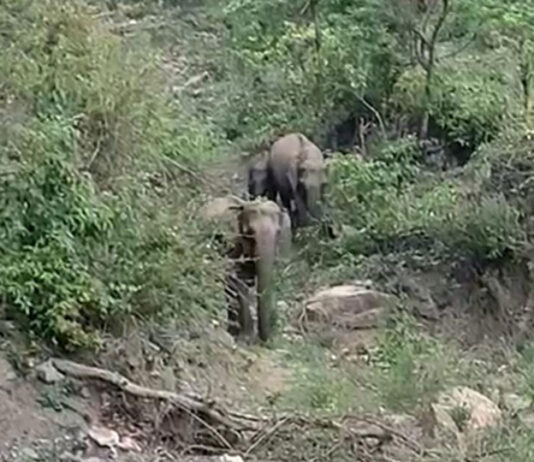 गजराज परिवार का सभ्य रूप, सड़क पार करने के लिए किया ट्रैफिक रूकने का इंतजार