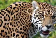 तीन युवकों पर गुलदार ने किया हमला, दो हायर सेंटर रेफर