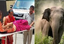 जंगल चारा पत्ती लेने गयी महिला को हाथी ने पटका, हालत गंभीर