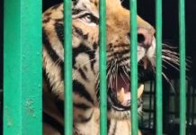 बाघिन का शिकार करने की कोशिश नाकाम, जांच के आदेश जारी