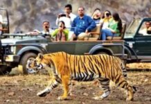 कार्बेट टाइगर रिजर्व से राजाजी भेजी गई बाघिन