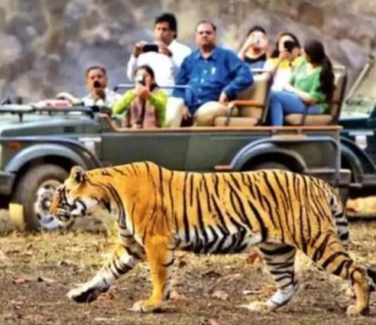 कार्बेट टाइगर रिजर्व से राजाजी भेजी गई बाघिन