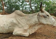 गोवंशीय पशुओं के कटे सिर मिलने से सनसनी फैली