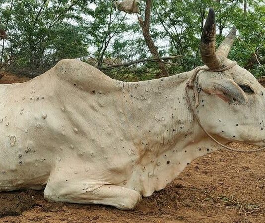 गोवंशीय पशुओं के कटे सिर मिलने से सनसनी फैली
