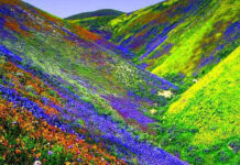 पर्यटकों के लिए खुली विश्व धरोहर फूलों की घाटी