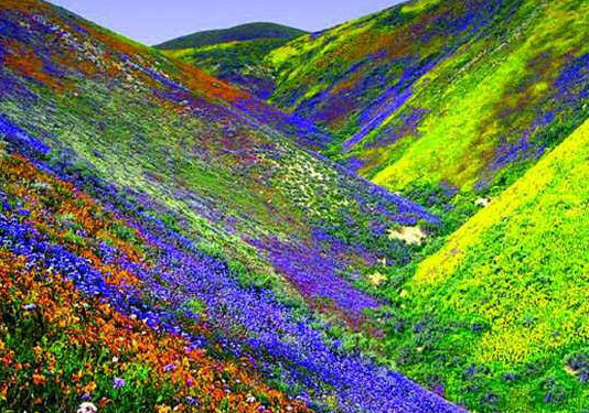 पर्यटकों के लिए खुली विश्व धरोहर फूलों की घाटी