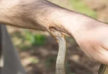 सांप के काटने से बुआ और भतीजे की मौत