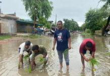 कांग्रेसियों ने सड़कों पर जलभराव को लेकर रोपे धान की पौध