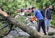 हाथीपांव रोड पर बड़े पेड के गिरने से आवाजाही प्रभावित