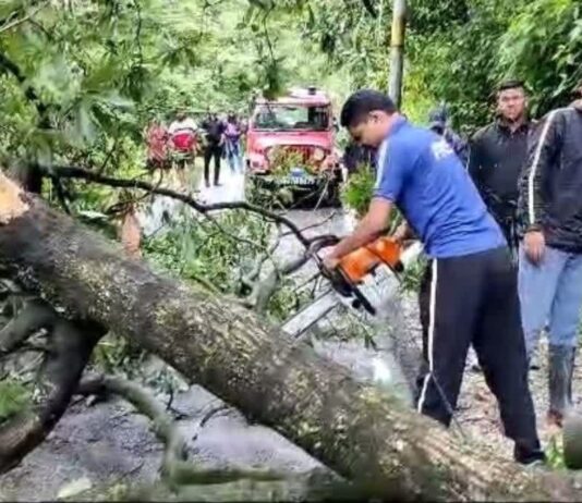 हाथीपांव रोड पर बड़े पेड के गिरने से आवाजाही प्रभावित