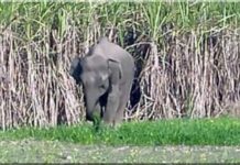 हाथियों ने की गन्ने की फसल बर्बाद, वन विभाग बना लापरवाह