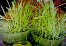 हरेला सप्ताह को लेकर विभिन्न कार्यक्रमों का आयोजन