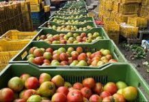 फुटकर में 110 रु. किलो से ज्यादा बेचा टमाटर तो होगी कार्रवाई