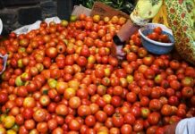 टमाटरों के दामों ने मारी डबल शतक