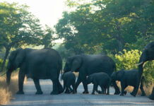 माॅर्निंग वाॅक पर निकले लोगों की हाथियों ने रोकी सांसे