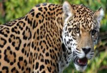 गुलदार के हमले से महिला घायल,ग्रामीणों में दहशत