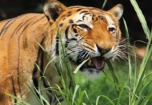 आदमखोर गुुलदार शिकारी ने किया ढेर