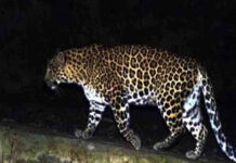 गुलदार केआंतक से प्रदेश भर में खौफ,चैन की नींद सो रहा वन विभाग