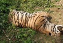 बिजरानी रेंज में बाघिन का शव मिलने से हडकंप