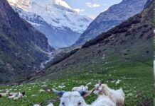 शीत लहर के चलते चरवाहों ने किया निचली घाटी का रुख