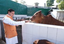 सीएम धामी ने की गाय पूजा