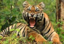 सात हजार फिट की ऊंचाई पर दिखा बाघ,वन विभाग भी हैरान