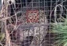 देर रात पिंजरे में कैद हुआ गुलदार,सैम्पल लेकर जांच होगी नरभक्षी है या नही