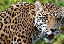 भीमताल के कई क्षेत्रों में गुलदार का आंतक बरकार