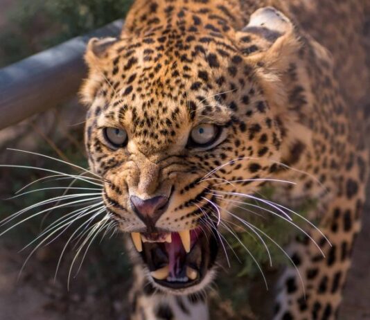 तेंदुए ने महिला को निवाला बनाया, क्षत-विक्षत शव हुआ बरामद