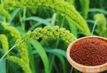 उत्तराखंड के किसानों से राज्य सरकार ने इस साल 3100 मीट्रिक टन मंडुआ खरीदा